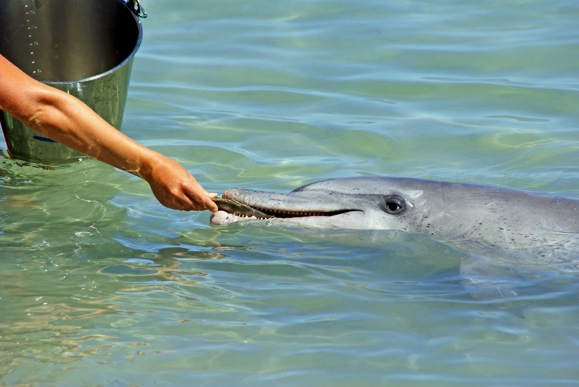 Feed dolphins at Monkey Mia Dolphin Resort