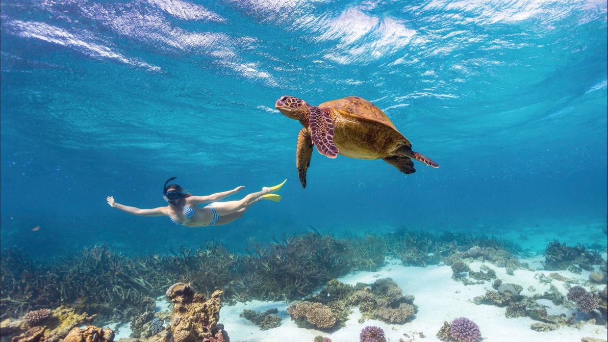Snorkel along the reefs at Coral Bay