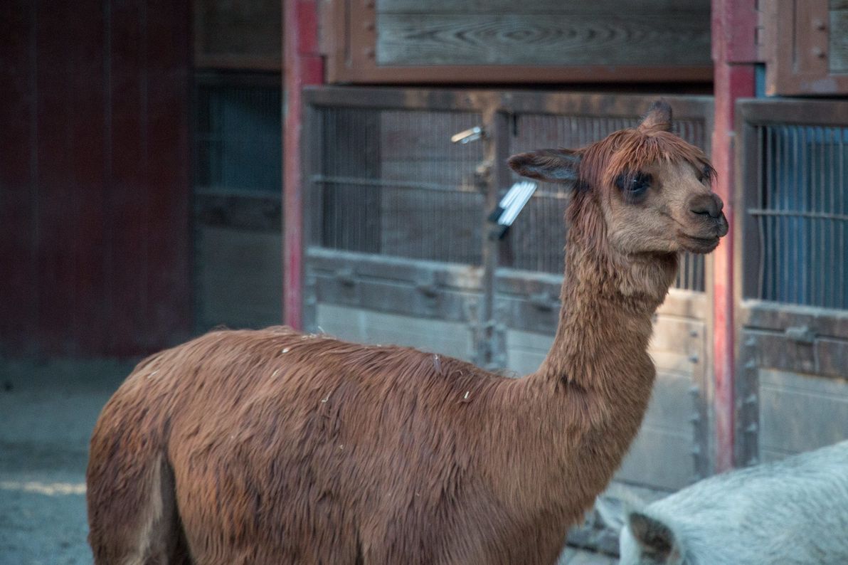 Rafiki’s Planet Watch alpaca