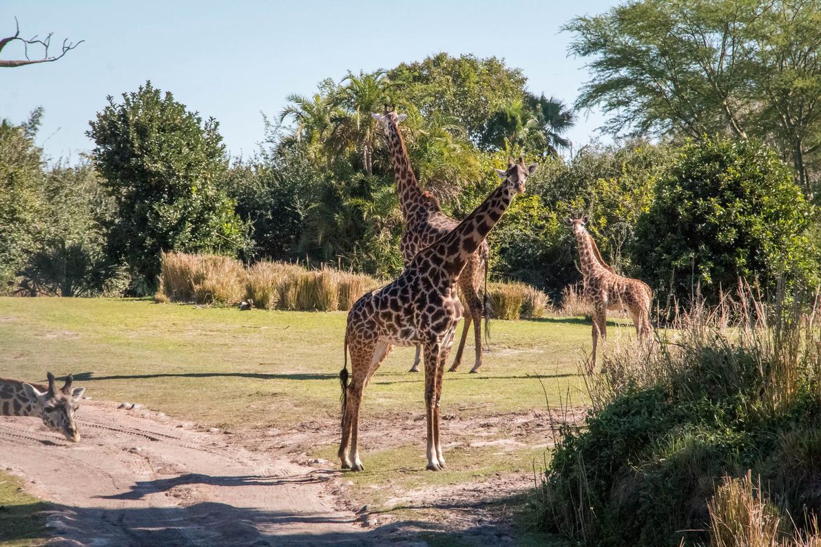 Giraffes in Kilimanjaro Safari