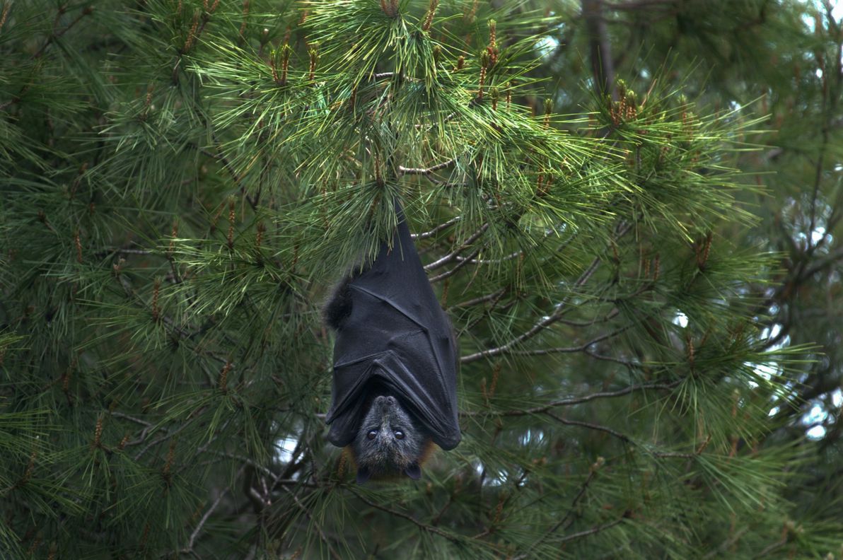Bat