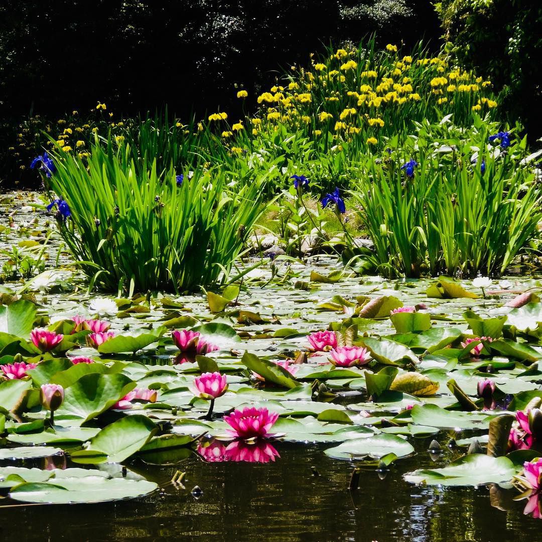 pond flowers