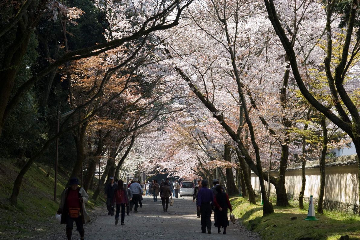 cherry blossom 