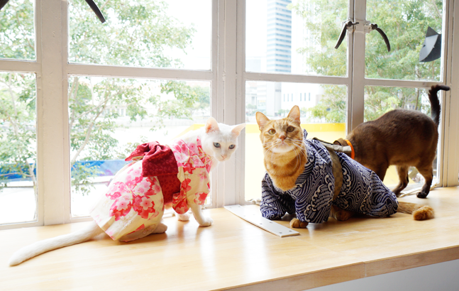 Neko No Niwa Cat Cafe